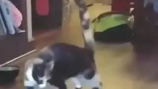Кот сломался, несите другого
