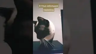Околдовала Пчела и сама захотела править, окаянная!