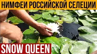 Нимфеи Российской селекции. Сорт Snow Queen. Вотерлилия.ру