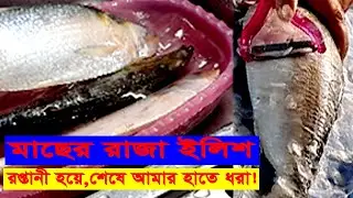 youtube, তিক্ত অভিজ্ঞতা, ঘাস কাঁটা ভাল - Fish Cutting - Hilsa -  #bangladeshimum