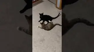 Cat fight 6 #epiccatfights #funnycatfight #fightcats
