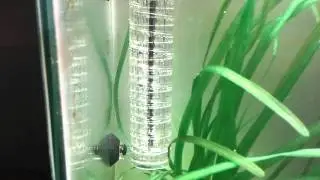 Jbl taifun co2 diffuser