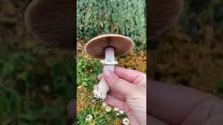 На Это Можно Смотреть Бесконечно 