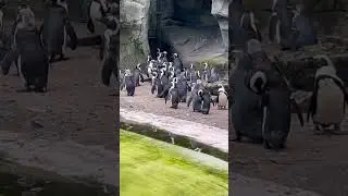 Банда пингвинов 