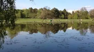 Жуть!200 лягушек на пруду!