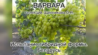 Обзор гибридной формы ВАРВАРА селекции Щенникова Олега Николаевича. Беларусь
