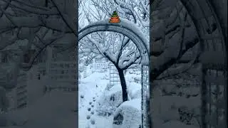 Снежная сказка в моем саду.
