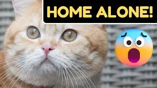 What Do Cats Do When They Are Alone?