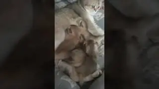 Британцы Черное Золото тикированные котятки