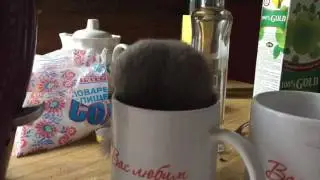 В доме завелась соня