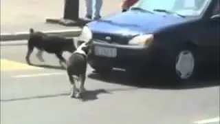 Хорошие собачки