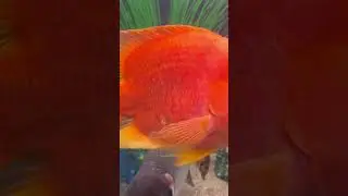Massive Clown Loach, Blood Parrot, & Flagtail 😳