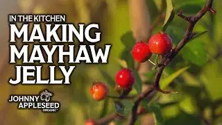 What is a Mayhaw? | How to Make Mayhaw Jelly | Johnny Appleseed Organic Village