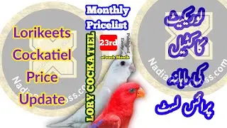 Cockatiel & Lorikeet Pricelist JUN 2023 | Monthly Prices of Lorikeet, Cockatiel | Bird Market Update