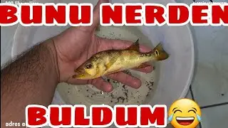 AKVARYUMUN EN HIZLI BALIĞI
