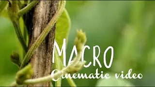 Macro Cinematic Shots | Shot on mi 11 lite NE 5g | CURVE