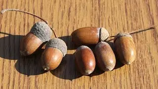 Kako uzgojiti hrast iz semena