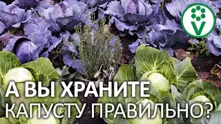 СВЕЖАЯ КАПУСТА ДО ВЕСНЫ! Секреты длительного хранения урожая капусты
