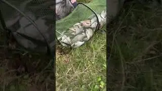 Фидерная рыбалка.Улов ночной  рыбалки на Минском море.