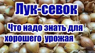 ЛУК-СЕВОК.Что надо знать для получения хорошего урожая.Ч.1.Размер ( фракции) лука-севка.Как выбрать.
