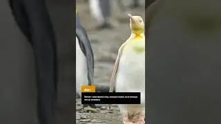 А знали ли вы, что пингвин… #shorts