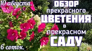 Гибискус , гортензии ☀️ ЦВЕТЕНИЕ ☀️10 августа 💐 в нашем саду