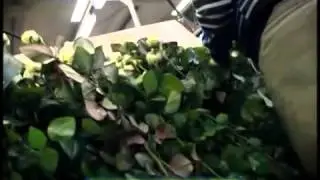 Галилео  Цветочные аукционы в Голландии