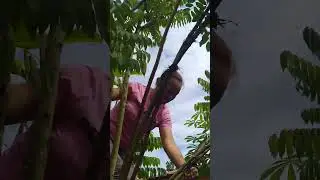 Panjat Pokok Belimbing Buluh Pula Si Antie😅