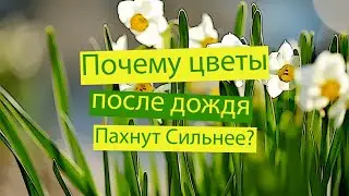 Почему цветы после дождя пахнут сильнее? Читаю книгу 