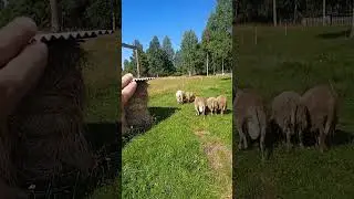 Катумские бараны и сено