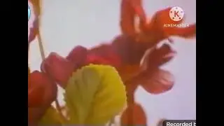 TVE (1983-1987) Flipping Red Flowers Ident