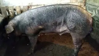Девушка кастрирует хряка✅