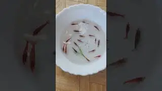 ചെമ്മീനുകൾ ഇതൊക്കെയാണോ കഴിക്കുന്നെ🦐😱🤔 #shrimp #shortvideo #shorts #guppy