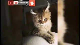 If u Love ,Really love Cats You Most Watch This Video | Cutest Cats Ever💜💚💙💛