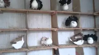 Голуби Павлины Продажа Обмен