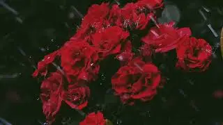 Sir B.L. - FLOWERS (Official Visualizer)