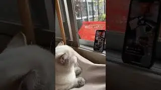 HOW TO TRAIN YOUR CAT  - HONEST CAT - CUTE CAT 🐱 - CAT VIDEOS - TRAIN YOUR CATS - MEOWMEOW  