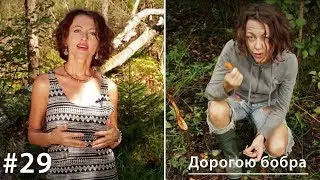 Дорогою бобра // Все как у зверей #29