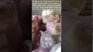 Хомяки 3 в 1 оптом