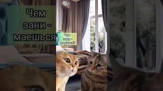 Важное дело #животные #animal #animals #pet #мемныекоты #мем #котыговорят #анекдот #кот #коты #юмор