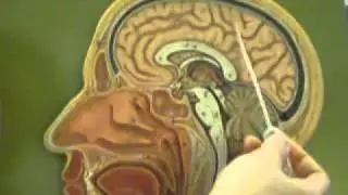 Brain Anatomy