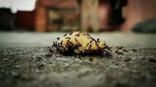 Hungry ants in my yard