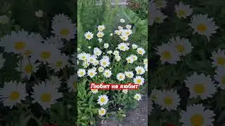 #цветы #весна #природа #жизнь #красота #сад #любовь #ромашка #
