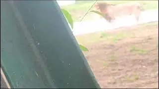 king of Jungle 