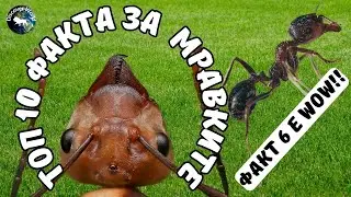 ТОП 10 ФАКТА ЗА МРАВКИТЕ, КОИТО НЕ ЗНАЕХТЕ!