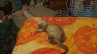 Sans vs. Chara my ferret