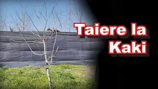 Taierea pomului Kaki