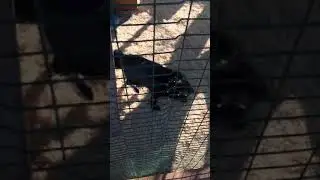Лисы
