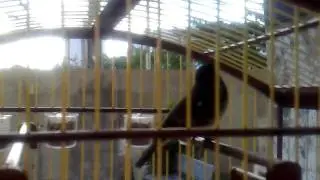PAPA CAPIM DE FIBRA ARRANCA TOCO