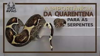 Quarentena para Serpentes